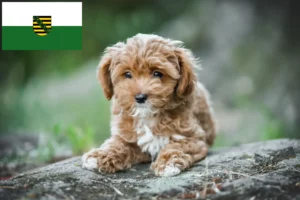Read more about the article Maltipoo-opdrættere og hvalpe i Sachsen