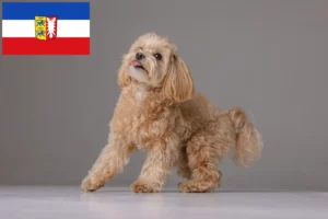 Read more about the article Maltipoo-opdrættere og -hvalpe i Slesvig-Holsten