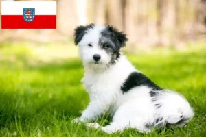 Read more about the article Maltipoo-opdrættere og hvalpe i Thüringen