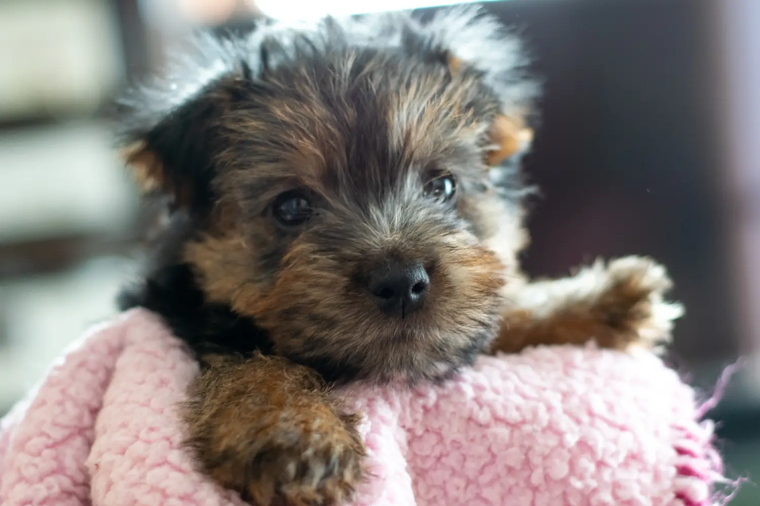 At købe en Norfolk Terrier-hvalp betyder at tage ansvar! Køb Norfolk Terrier hvalpe.