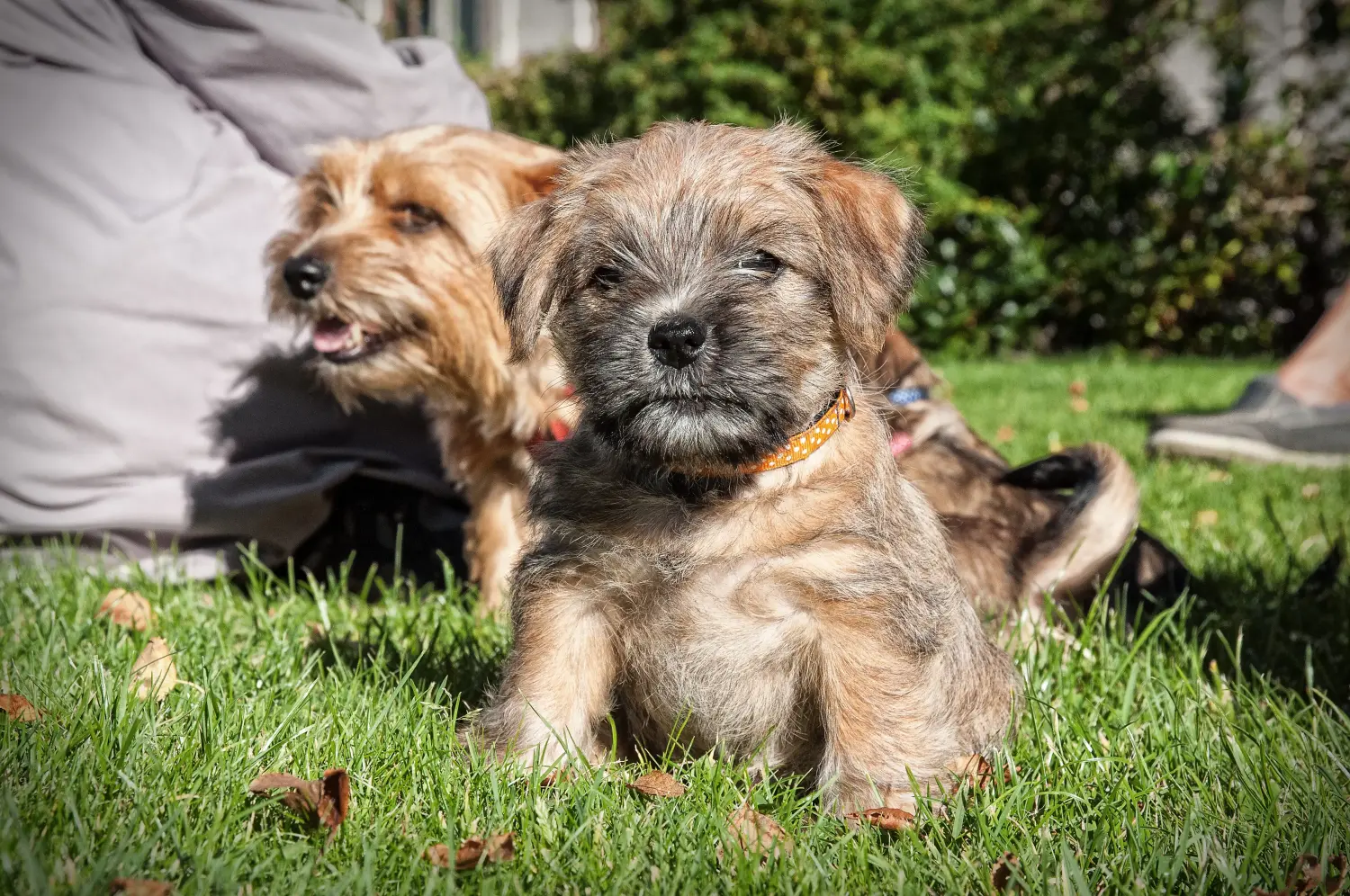 At købe en Norfolk Terrier-hvalp betyder at tage ansvar! Køb Norfolk Terrier hvalpe.