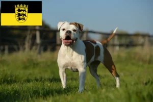 Read more about the article Olde English Bulldog opdrættere og hvalpe i Baden-Württemberg