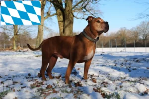 Read more about the article Olde English Bulldog opdrættere og hvalpe i Bayern