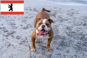 Read more about the article Olde English Bulldog opdrætter og hvalpe i Berlin
