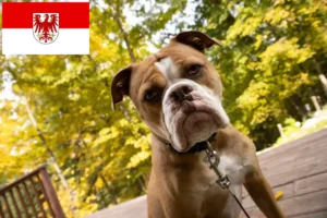 Read more about the article Olde English Bulldog opdrættere og hvalpe i Brandenburg