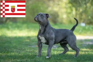 Read more about the article Olde English Bulldog opdrætter og hvalpe i Bremen