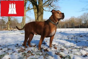 Read more about the article Olde English Bulldog opdrætter og hvalpe i Hamborg