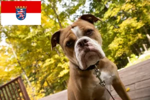 Read more about the article Olde English Bulldog opdrættere og hvalpe i Hessen