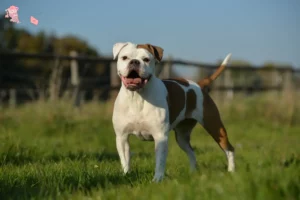 Read more about the article Olde English Bulldog opdrætter og hvalpe i Hovedstaden