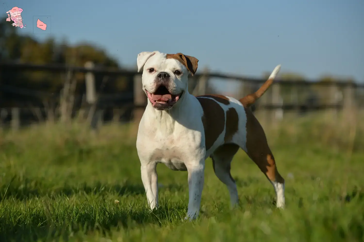 Olde English Bulldog hvalpe og opdrætter Hovedstaden Find Olde English Bulldog-opdrættere i Hovedstaden her.