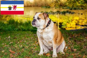 Read more about the article Olde English Bulldog opdrættere og hvalpe i Mecklenburg-Vorpommern