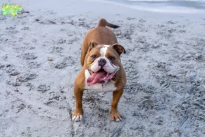 Read more about the article Olde English Bulldog opdrættere og hvalpe i Midtjylland