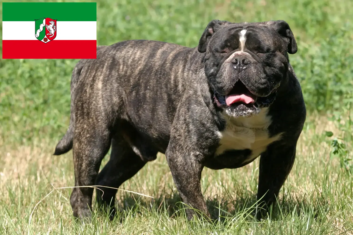 Read more about the article Olde English Bulldog opdrættere og hvalpe i Nordrhein-Westfalen