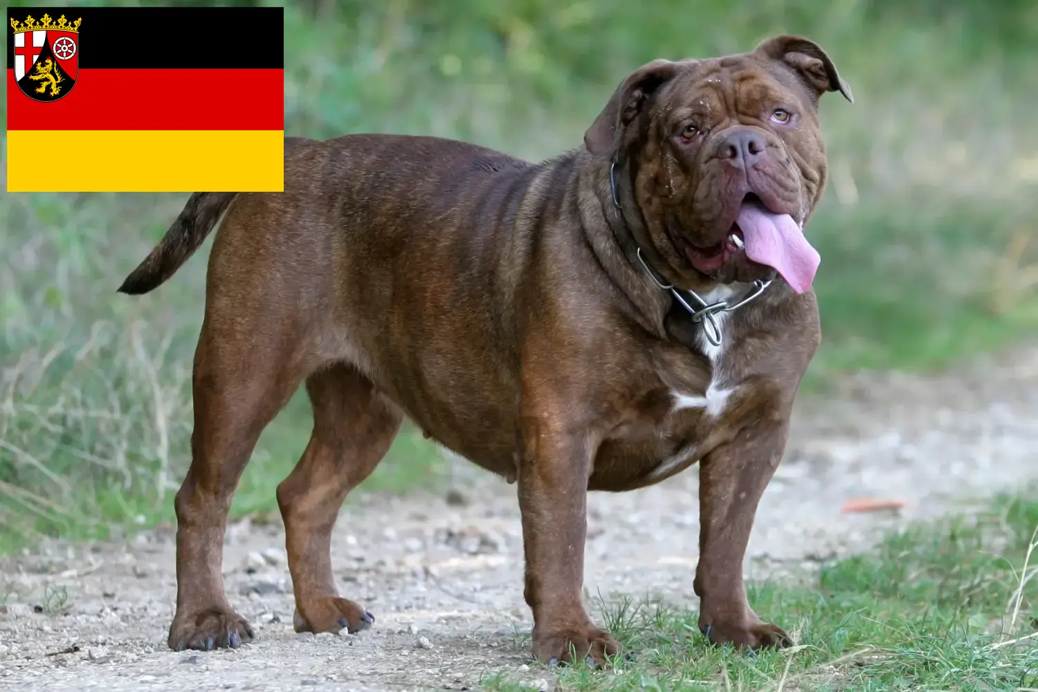 Read more about the article Olde English Bulldog opdrættere og hvalpe i Rheinland-Pfalz
