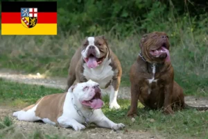 Read more about the article Olde English Bulldog opdrætter og hvalpe i Saarland