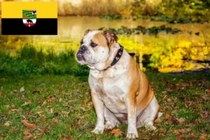 Read more about the article Olde English Bulldog opdrættere og hvalpe i Sachsen-Anhalt