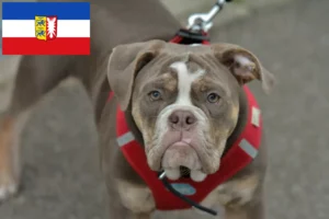 Read more about the article Olde English Bulldog opdrættere og hvalpe i Schleswig-Holstein