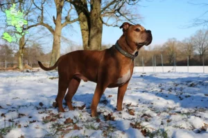Read more about the article Olde English Bulldog opdrætter og hvalpe i Sjælland
