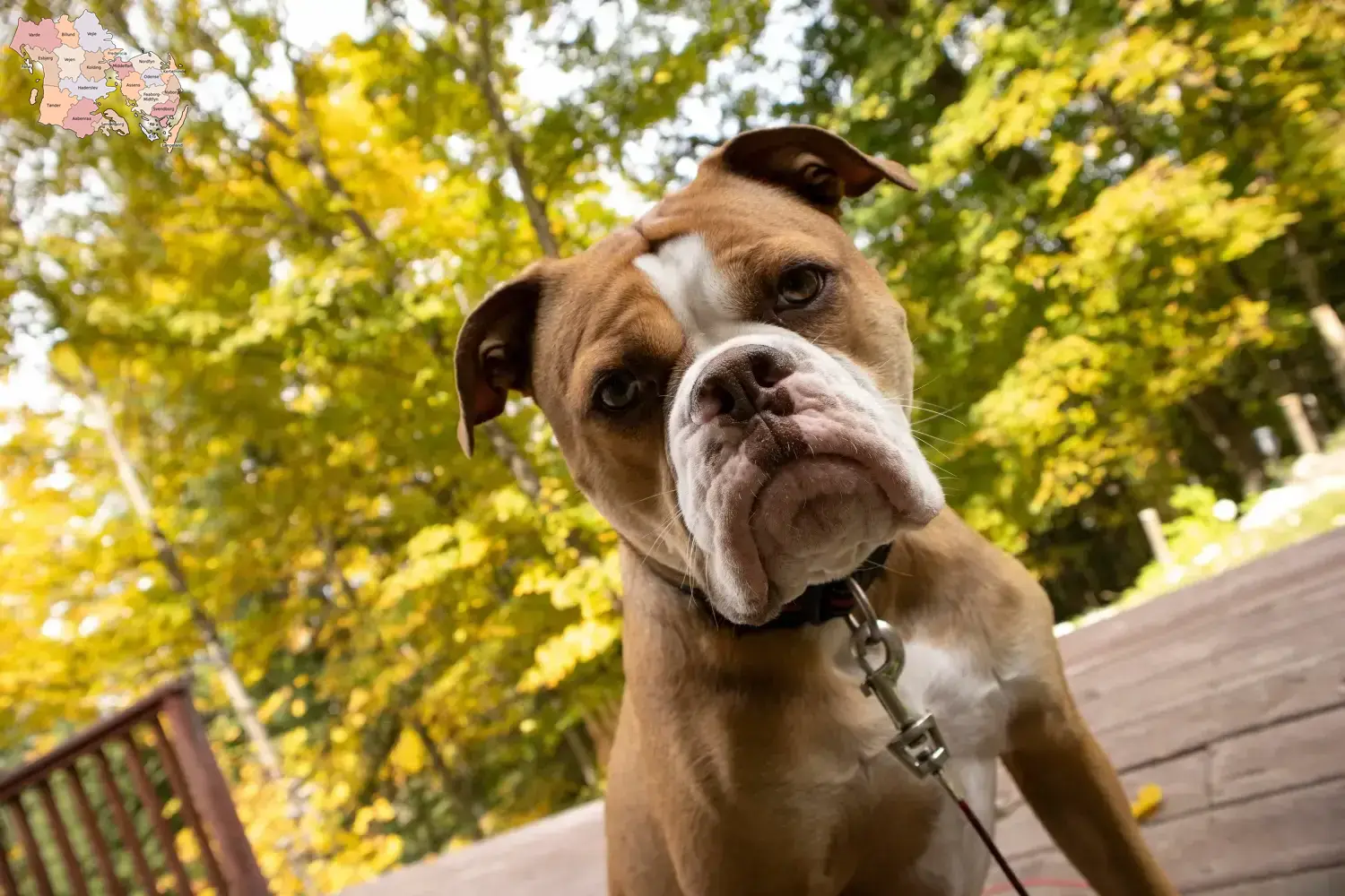 Olde English Bulldog hvalpe og opdrættere Syddanmark Find Olde English Bulldog opdrættere i Syddanmark.