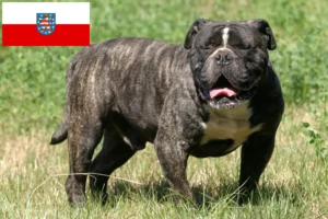 Read more about the article Olde English Bulldog opdrætter og hvalpe i Thüringen