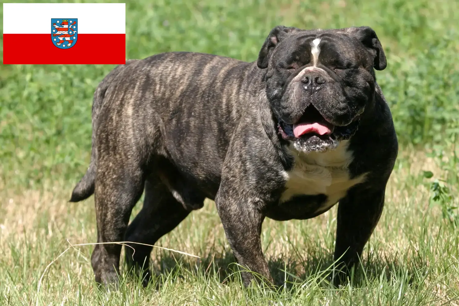 Olde English Bulldog hvalpe og opdrætter Thüringen Her kan du finde opdrættere af Olde English Bulldog i Thüringen.