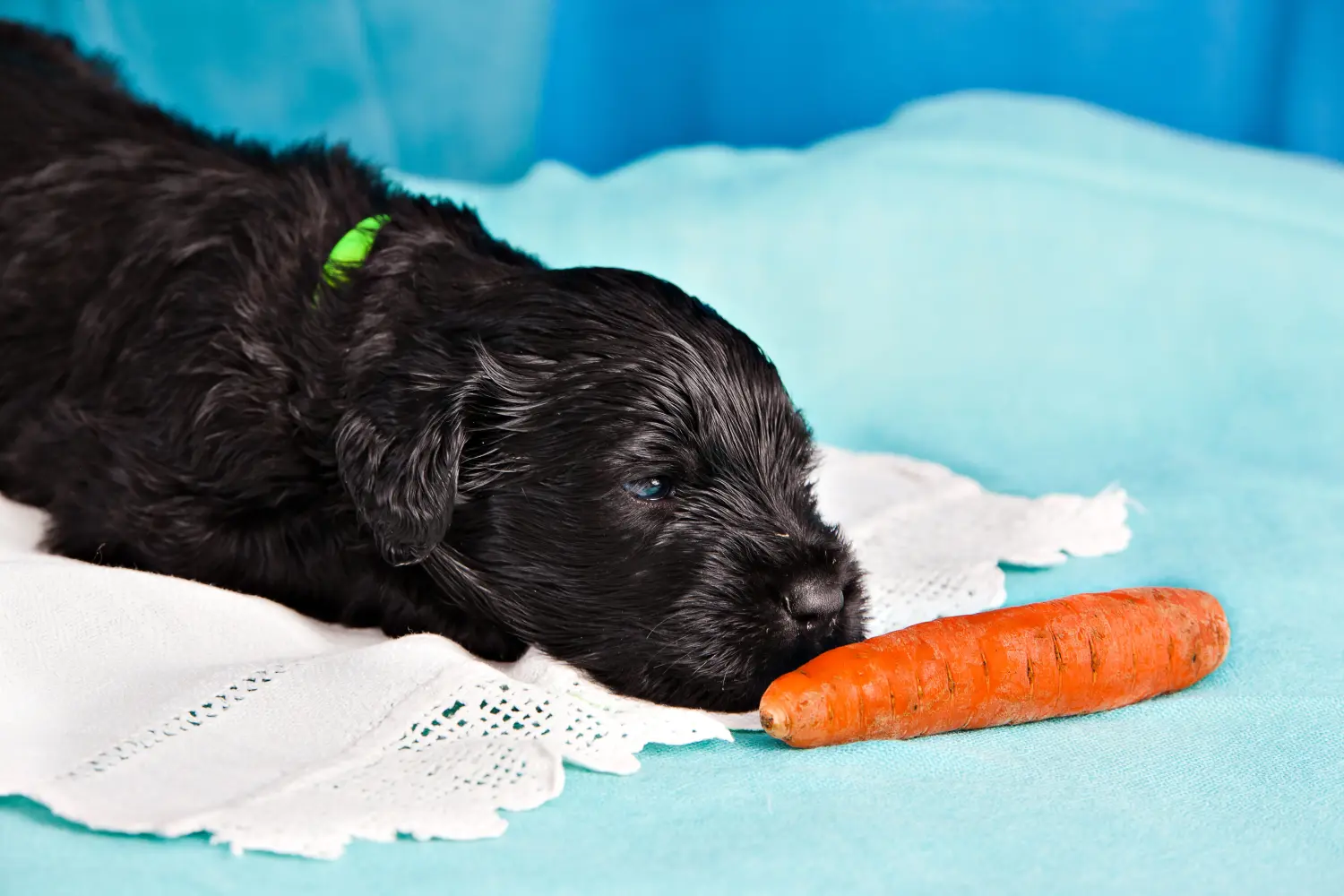 At købe en russisk black terrier-hvalp betyder at tage ansvar! Køb russisk sort terrier hvalpe.