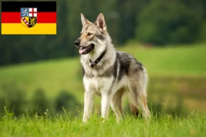 Read more about the article Saarloos Wolfhound opdrættere og hvalpe i Saarland