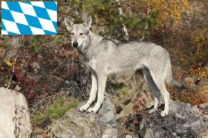 Read more about the article Saarloos Wolfhound opdrættere og hvalpe i Bayern