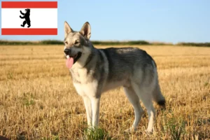 Read more about the article Saarloos ulvehundeopdrættere og hvalpe i Berlin