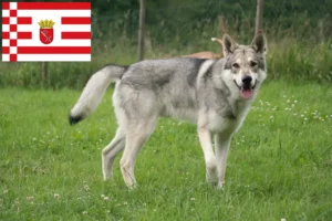 Read more about the article Saarloos ulvehundeopdrættere og hvalpe i Bremen