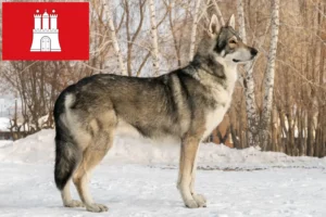 Read more about the article Saarloos Wolfhound opdrættere og hvalpe i Hamborg