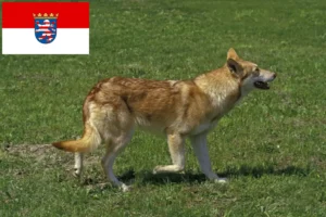 Read more about the article Saarloos Ulvehundeopdrættere og hvalpe i Hessen