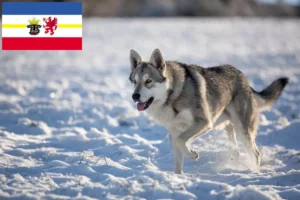 Read more about the article Saarloos ulvehundeopdrættere og hvalpe i Mecklenburg-Vorpommern