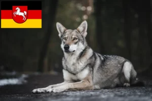Read more about the article Saarloos ulvehundeopdrættere og hvalpe i Niedersachsen