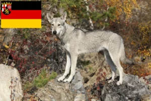 Read more about the article Saarloos Wolfhound opdrættere og hvalpe i Rheinland-Pfalz