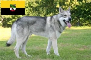 Read more about the article Saarloos ulvehundeopdrættere og hvalpe i Sachsen-Anhalt