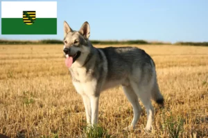 Read more about the article Saarloos ulvehundeopdrættere og hvalpe i Sachsen