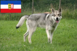 Read more about the article Saarloos Ulvehundeopdrættere og hvalpe i Slesvig-Holsten