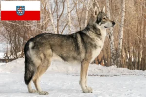 Read more about the article Saarloos ulvehundeopdrættere og hvalpe i Thüringen