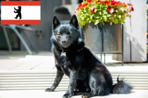 Read more about the article Schipperke-opdrættere og hvalpe i Berlin