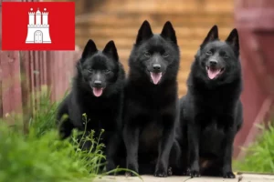 Read more about the article Schipperke-opdrættere og hvalpe i Hamborg