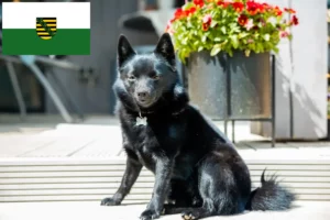Read more about the article Schipperke-opdrættere og hvalpe i Sachsen