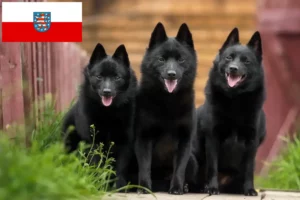 Read more about the article Schipperke-opdrættere og hvalpe i Thüringen