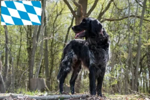 Read more about the article Stor Münsterländer opdrætter og hvalpe i Bayern