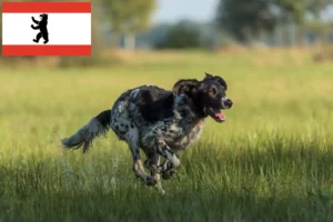 Read more about the article Stor Münsterländer opdrætter og hvalpe i Berlin