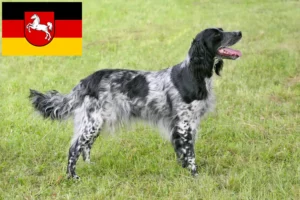 Read more about the article Stor Münsterländer opdrætter og hvalpe i Niedersachsen