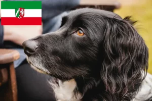 Read more about the article Stor Münsterländer opdrætter og hvalpe i Nordrhein-Westfalen