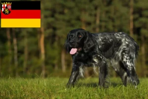Read more about the article Stor Münsterländer opdrætter og hvalpe i Rheinland-Pfalz