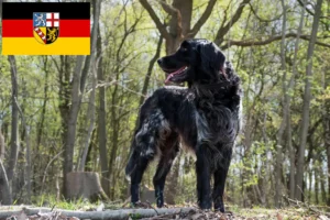 Read more about the article Stor Münsterländer opdrætter og hvalpe i Saarland