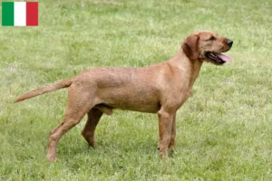 Read more about the article Styrian Wirehaired Dachshund opdrættere og hvalpe i Italien